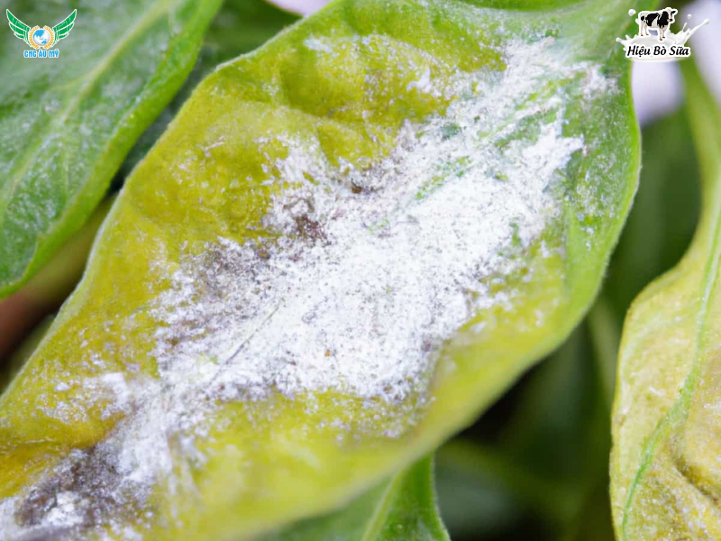 BỆNH MỐC XÁM TRÊN ỚT: NGUYÊN NHÂN, DẤU HIỆU VÀ BIỆN PHÁP PHÒNG TRỊ HIỆU QUẢ