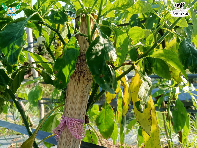 BỆNH THÁN THƯ TRÊN ỚT NGUYÊN NHÂN VÀ BIỆN PHÁP KHẮC PHỤC