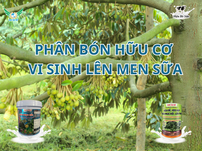 Phân bón hữu cơ vi sinh lên men sữa - Bí quyết nuôi dưỡng cây trồng khỏe mạnh tự nhiên