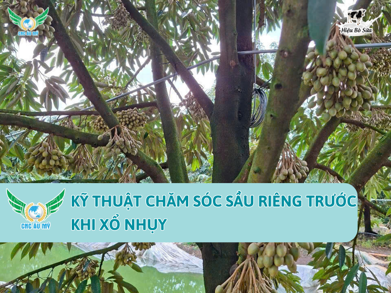 KỸ THUẬT CHĂM SÓC SẦU RIÊNG TRƯỚC KHI XỔ NHỤY