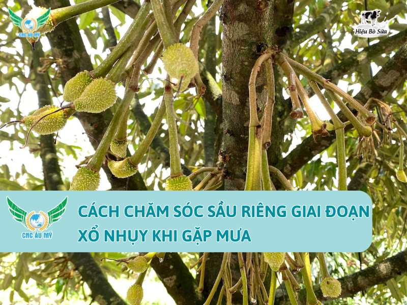 CÁCH CHĂM SÓC SẦU RIÊNG GIAI ĐOẠN XỔ NHỤY KHI GẶP MƯA