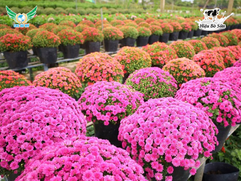 Phân bón hữu cơ vi sinh lên men sữa - Bí quyết nuôi dưỡng cây trồng khỏe mạnh tự nhiên