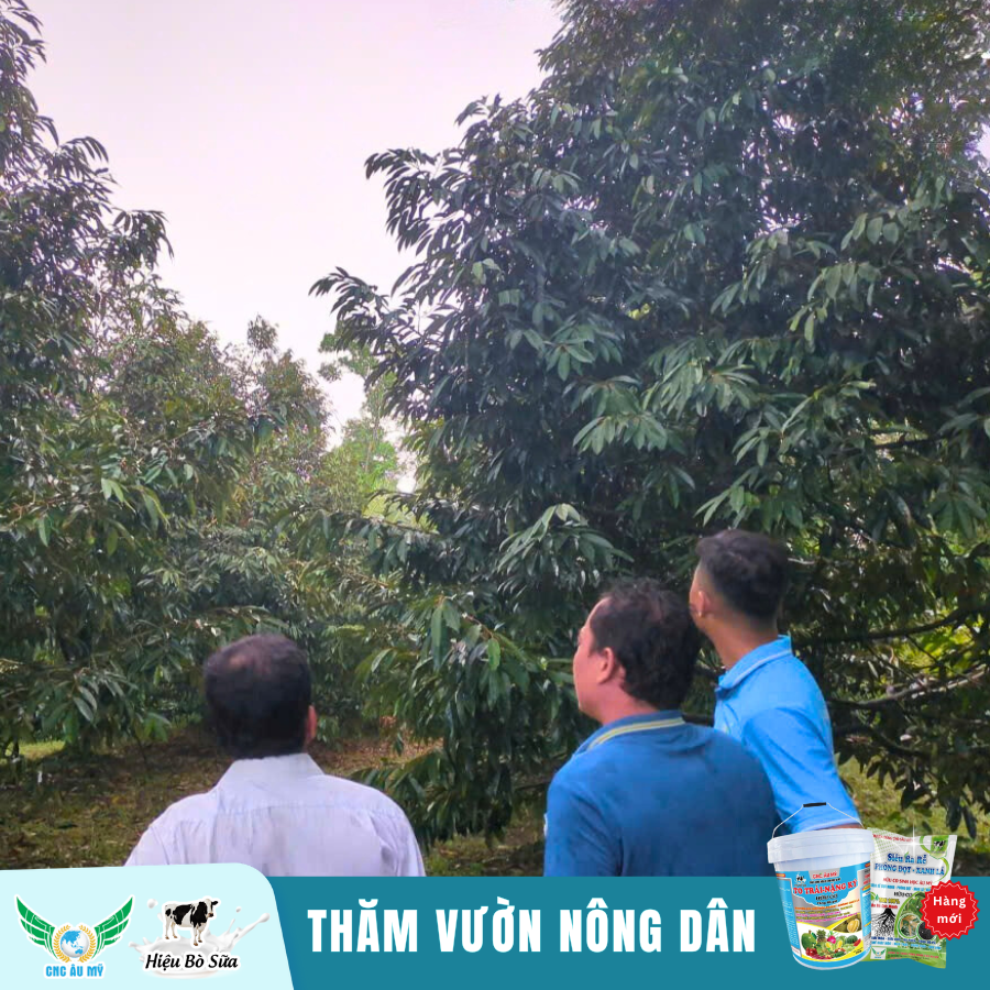Công Nghệ Cao Âu Mỹ - Đồng hành cùng nhà nông chia sẻ kiến thức, kỹ thuật trồng sầu riêng
