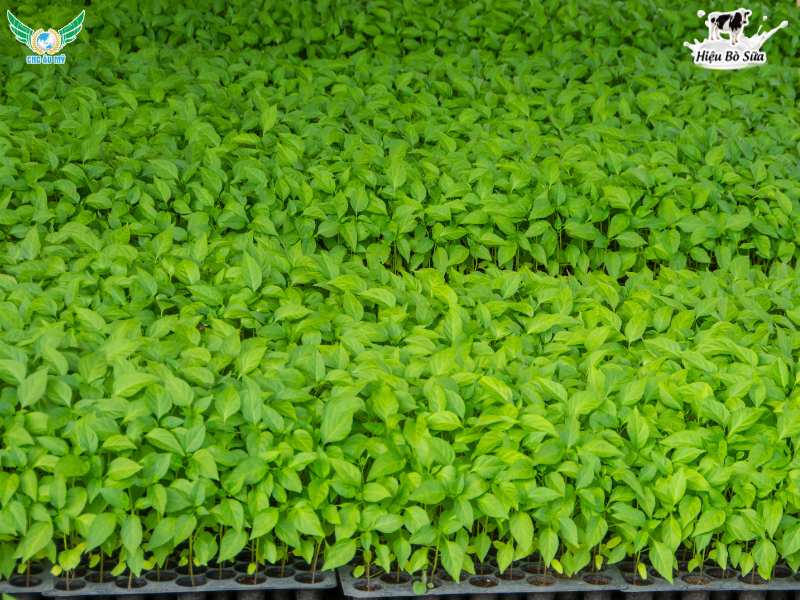 QUY TRÌNH CANH TÁC ỚT 