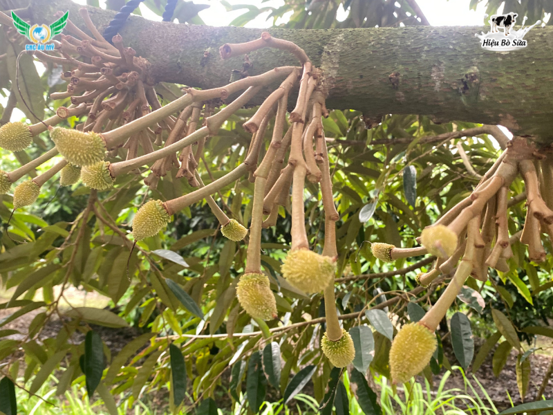 KỸ THUẬT CHĂM SÓC SẦU RIÊNG SAU XỔ NHỤY BÀ CON NÊN BIẾT