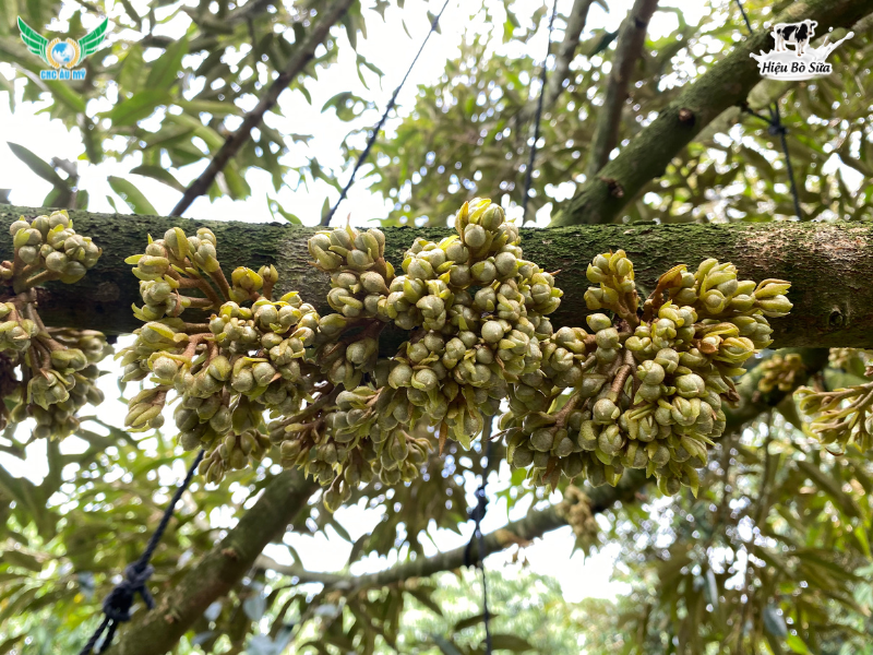 KỸ THUẬT CHĂM SÓC SẦU RIÊNG TRƯỚC KHI XỔ NHỤY