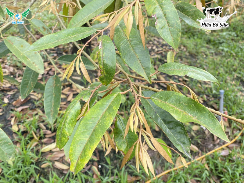 Bệnh vàng lá thối rễ: Nguyên nhân, triệu chứng và cách phòng trị hiệu quả