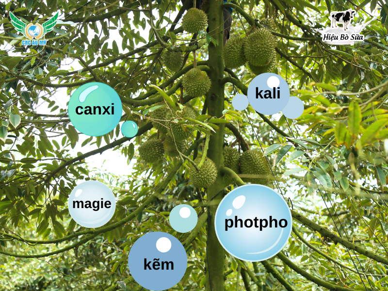 Phân bón hữu cơ vi sinh lên men sữa - Bí quyết nuôi dưỡng cây trồng khỏe mạnh tự nhiên