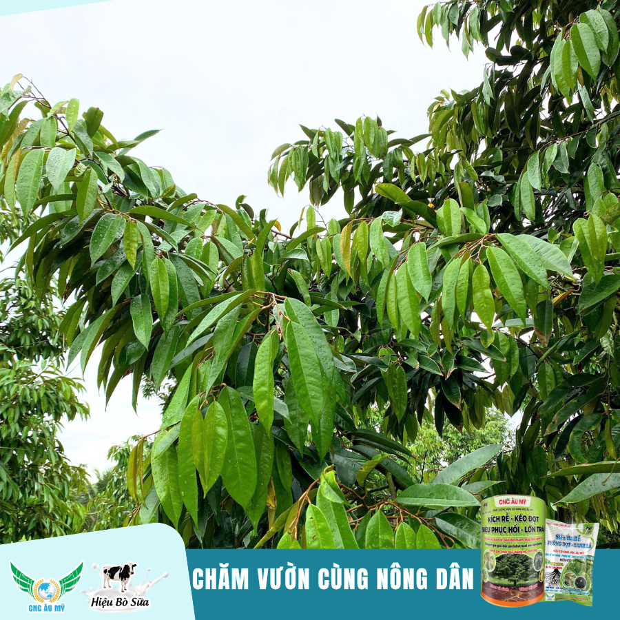 CHĂM VƯỜN GIAI ĐOẠN PHỤC HỒI CÙNG KỸ SƯ ÂU MỸ