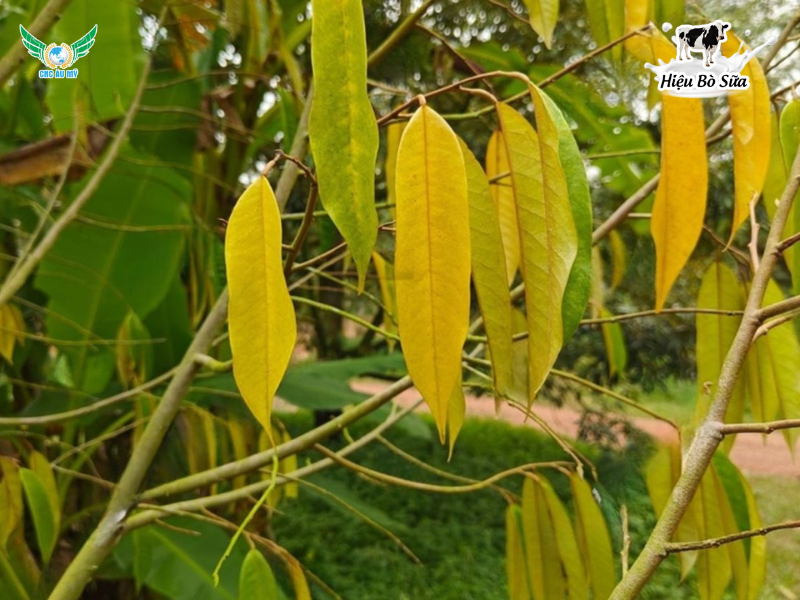Bệnh vàng lá thối rễ: Nguyên nhân, triệu chứng và cách phòng trị hiệu quả