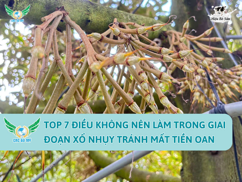 TOP 7 ĐIỀU KHÔNG NÊN LÀM TRONG GIAI ĐOẠN XỔ NHỤY TRÁNH MẤT TIỀN OAN