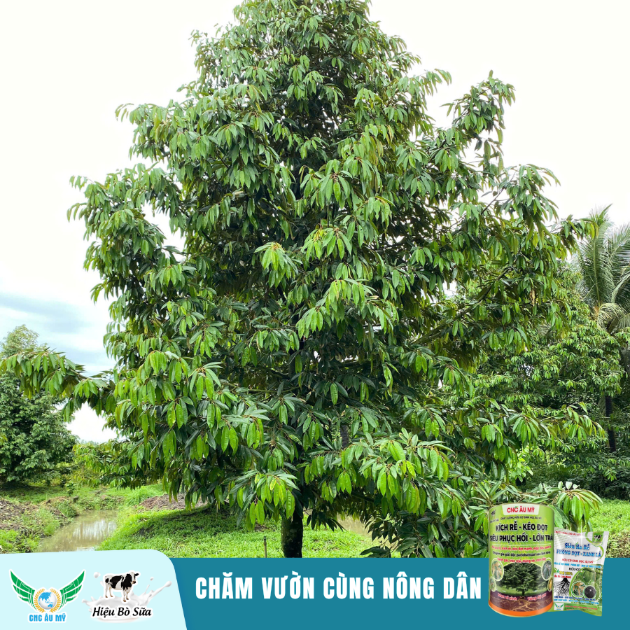 CHĂM VƯỜN GIAI ĐOẠN PHỤC HỒI CÙNG KỸ SƯ ÂU MỸ