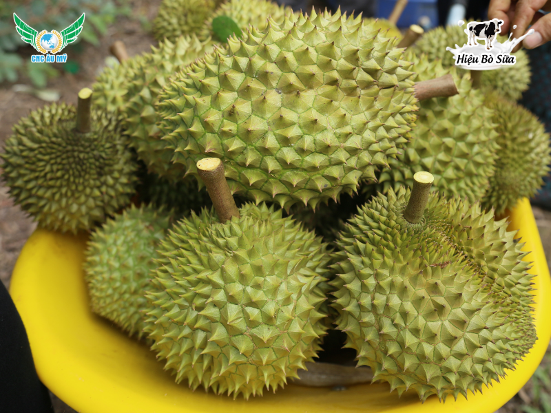 Phân bón hữu cơ vi sinh lên men sữa - Bí quyết nuôi dưỡng cây trồng khỏe mạnh tự nhiên