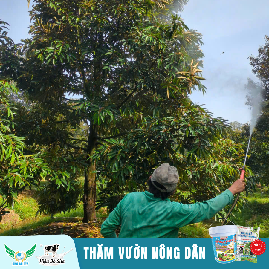 Công Nghệ Cao Âu Mỹ - Đồng hành cùng nhà nông chia sẻ kiến thức, kỹ thuật trồng sầu riêng