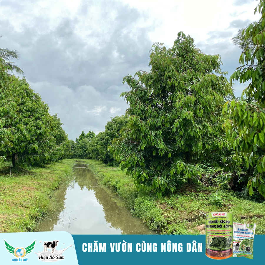CHĂM VƯỜN GIAI ĐOẠN PHỤC HỒI CÙNG KỸ SƯ ÂU MỸ
