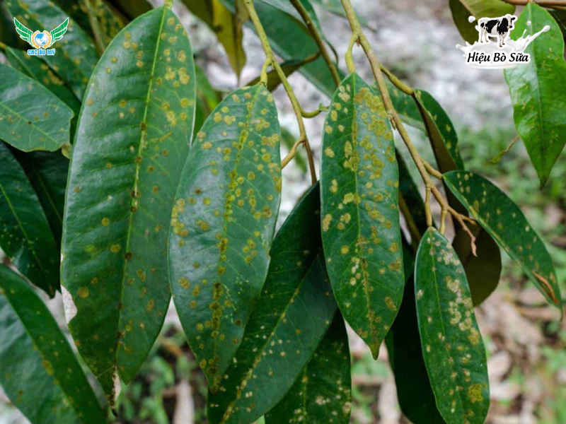 Bệnh đốm lá sầu riêng: Nguyên nhân, dấu hiệu và cách phòng trị