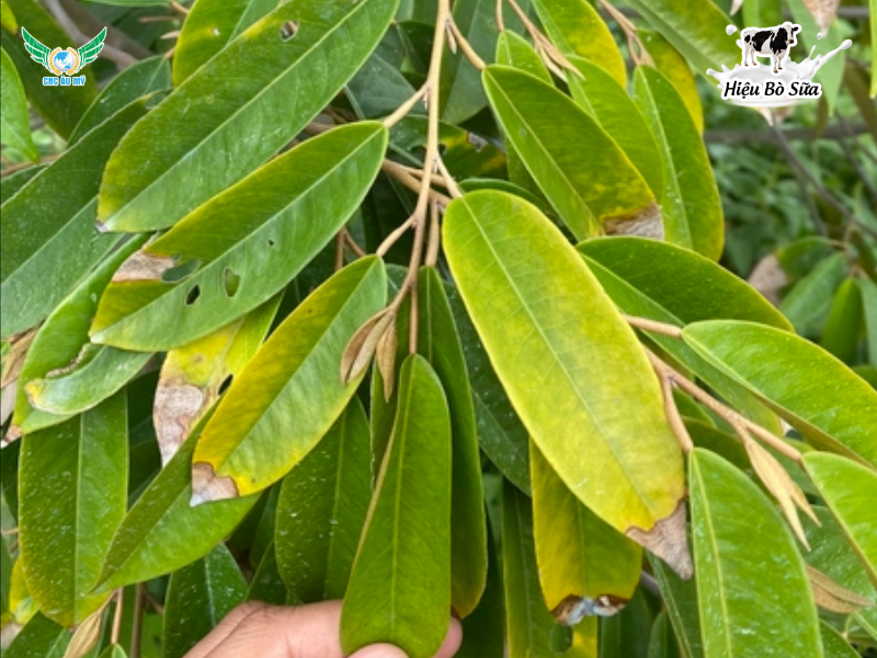 Bệnh vàng lá thối rễ: Nguyên nhân, triệu chứng và cách phòng trị hiệu quả