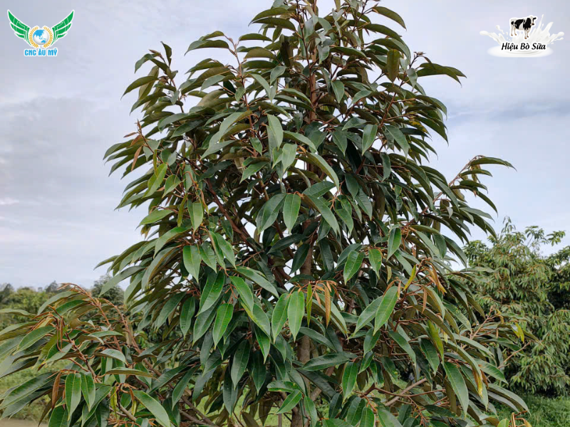 ACID FULVIC LÀ GÌ? NHỮNG ĐẶC ĐIỂM NỔI BẬT CỦA FULVIC BẠN NÊN BIẾT