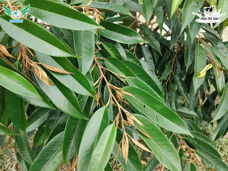 ACID FULVIC LÀ GÌ? NHỮNG ĐẶC ĐIỂM NỔI BẬT CỦA FULVIC BẠN NÊN BIẾT