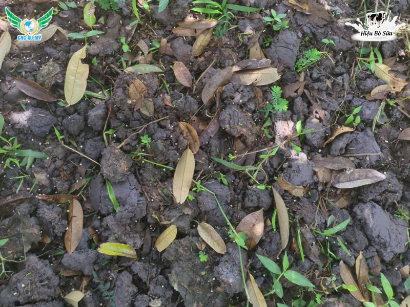 ACID FULVIC LÀ GÌ? NHỮNG ĐẶC ĐIỂM NỔI BẬT CỦA FULVIC BẠN NÊN BIẾT