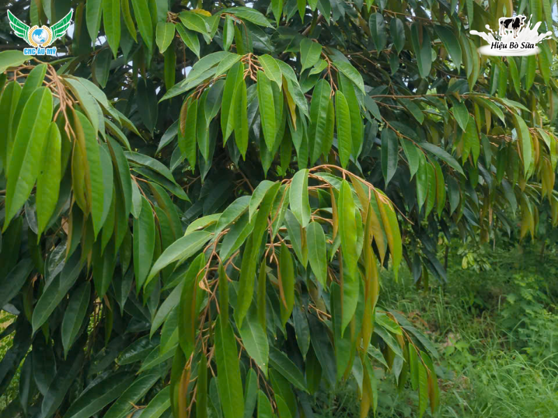 ACID FULVIC LÀ GÌ? NHỮNG ĐẶC ĐIỂM NỔI BẬT CỦA FULVIC BẠN NÊN BIẾT