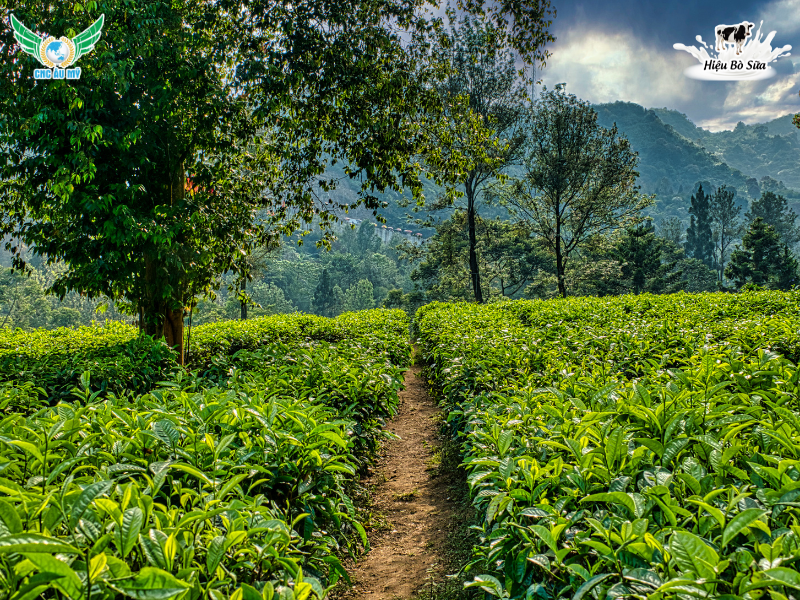 ACID FULVIC LÀ GÌ? NHỮNG ĐẶC ĐIỂM NỔI BẬT CỦA FULVIC BẠN NÊN BIẾT