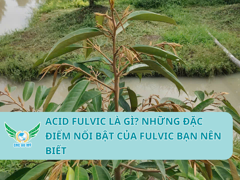 ACID FULVIC LÀ GÌ? NHỮNG ĐẶC ĐIỂM NỔI BẬT CỦA FULVIC BẠN NÊN BIẾT