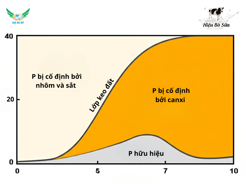 Phân Lân Là Gì? Tác Dụng và Cách Sử Dụng Hiệu Quả Cho Cây Trồng