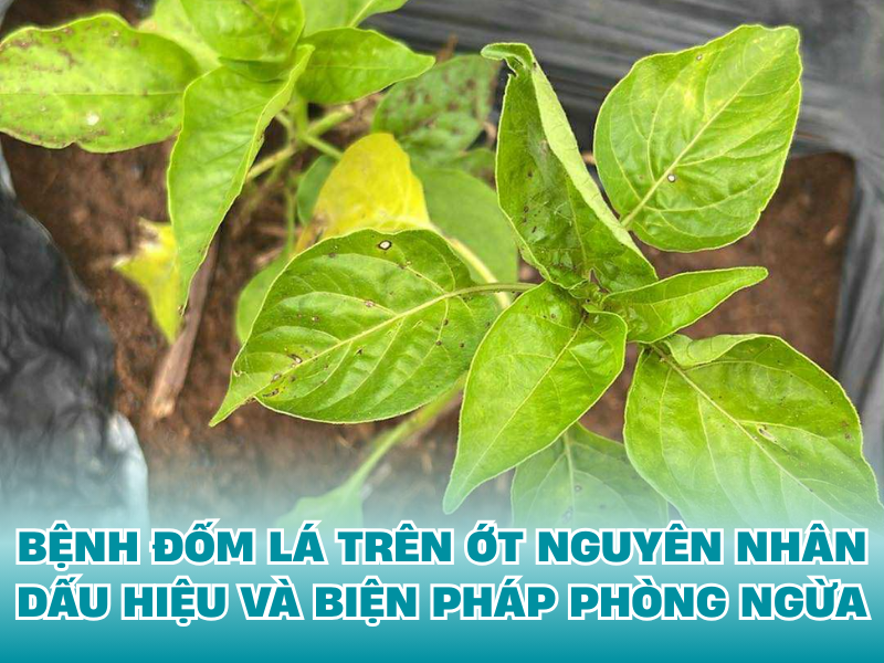 BỆNH ĐỐM LÁ TRÊN ỚT NGUYÊN NHÂN DẤU HIỆU VÀ BIỆN PHÁP PHÒNG NGỪA