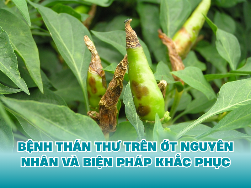 BỆNH THÁN THƯ TRÊN ỚT NGUYÊN NHÂN VÀ BIỆN PHÁP KHẮC PHỤC