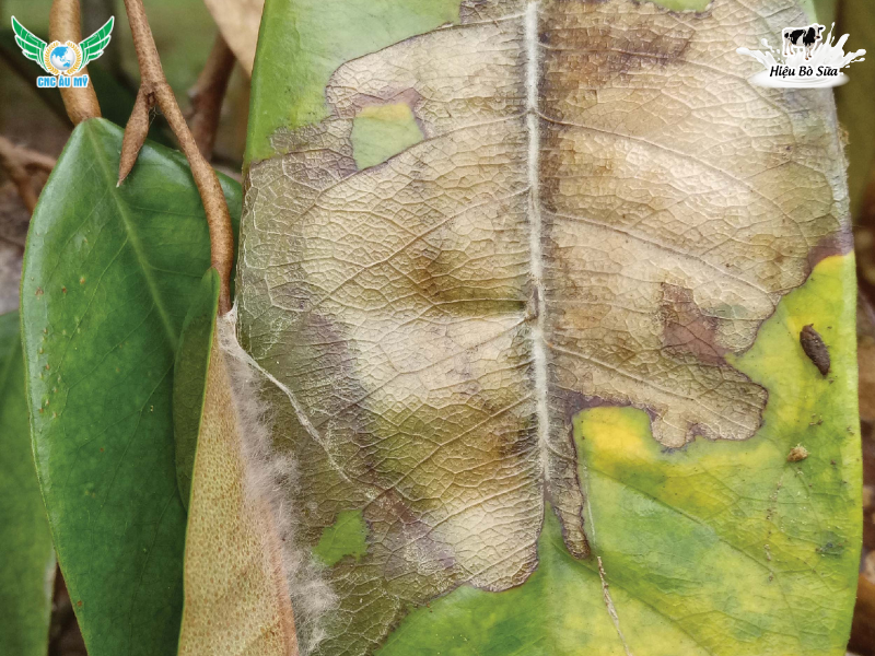 BỆNH CHÁY LÁ TỔ KIẾN SẦU RIÊNG | NGUYÊN NHÂN, DẤU HIỆU VÀ BIỆN PHÁP KHẮC PHỤC