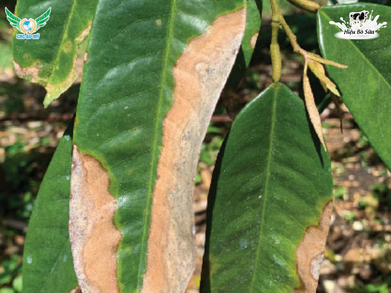 BỆNH CHÁY LÁ TỔ KIẾN SẦU RIÊNG | NGUYÊN NHÂN, DẤU HIỆU VÀ BIỆN PHÁP KHẮC PHỤC