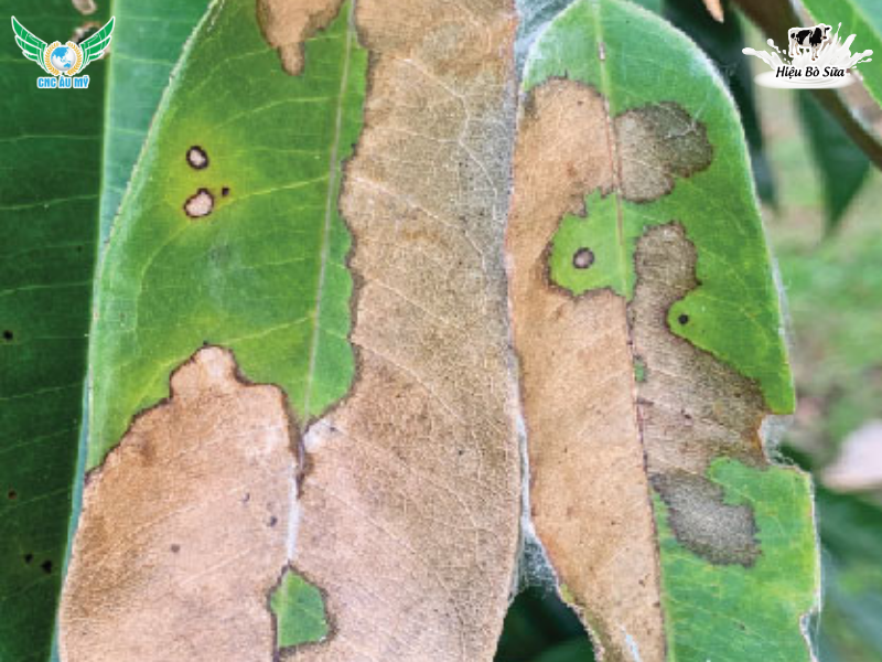 BỆNH CHÁY LÁ TỔ KIẾN SẦU RIÊNG | NGUYÊN NHÂN, DẤU HIỆU VÀ BIỆN PHÁP KHẮC PHỤC