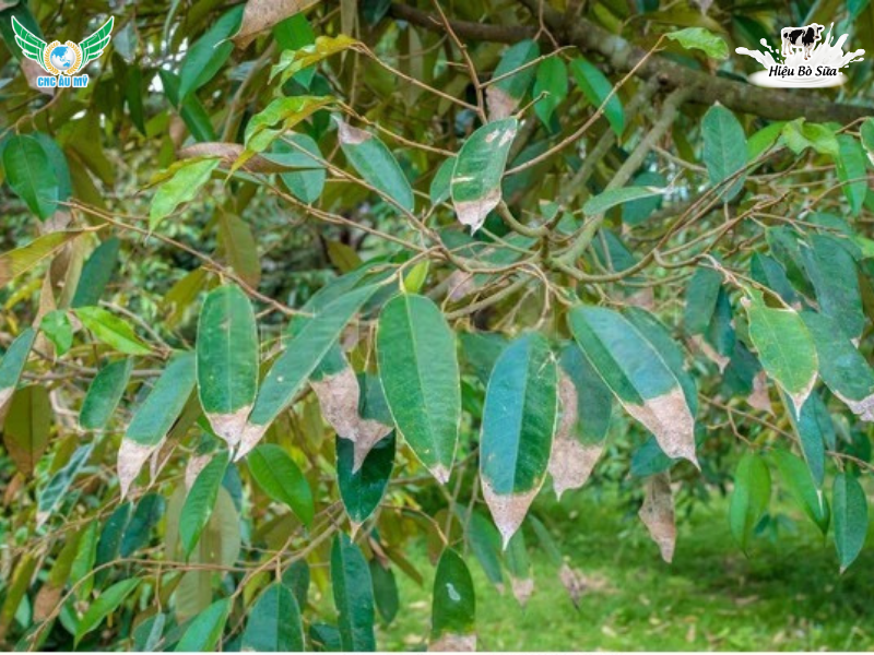 BỆNH CHÁY LÁ TỔ KIẾN SẦU RIÊNG | NGUYÊN NHÂN, DẤU HIỆU VÀ BIỆN PHÁP KHẮC PHỤC