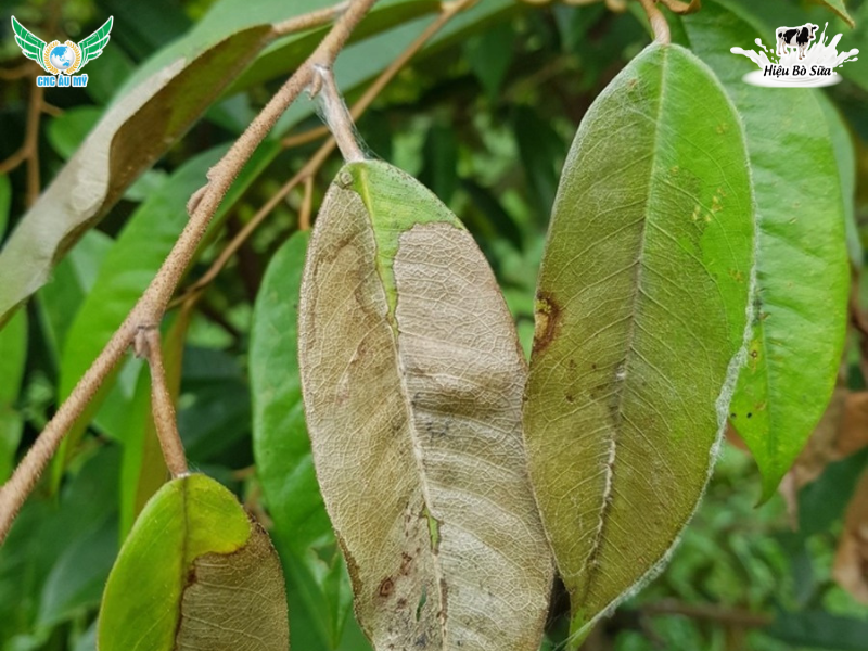 BỆNH CHÁY LÁ TỔ KIẾN SẦU RIÊNG | NGUYÊN NHÂN, DẤU HIỆU VÀ BIỆN PHÁP KHẮC PHỤC