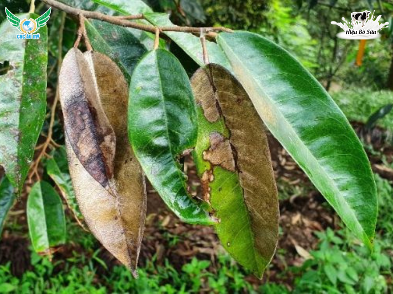 BỆNH CHÁY LÁ TỔ KIẾN SẦU RIÊNG | NGUYÊN NHÂN, DẤU HIỆU VÀ BIỆN PHÁP KHẮC PHỤC