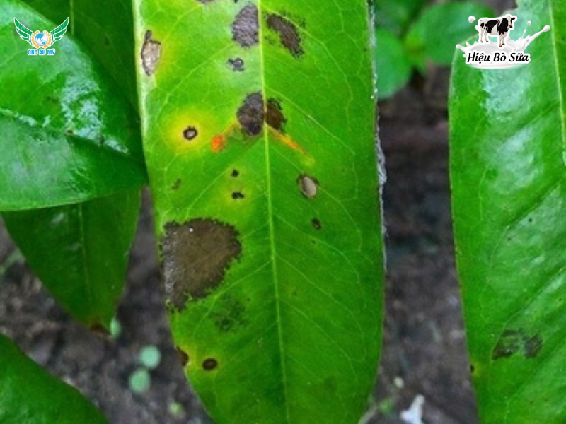 Top 9 loại bệnh phổ biến trên sầu riêng