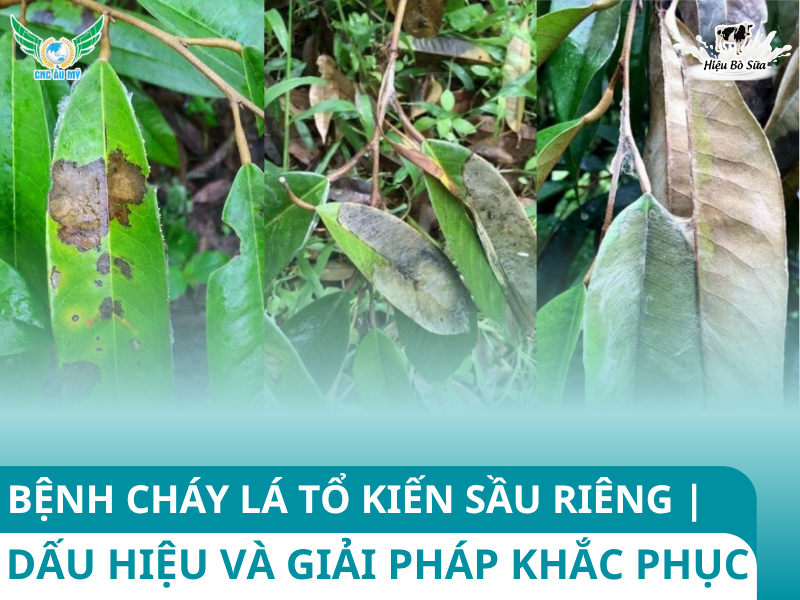 BỆNH CHÁY LÁ TỔ KIẾN SẦU RIÊNG | NGUYÊN NHÂN, DẤU HIỆU VÀ BIỆN PHÁP KHẮC PHỤC