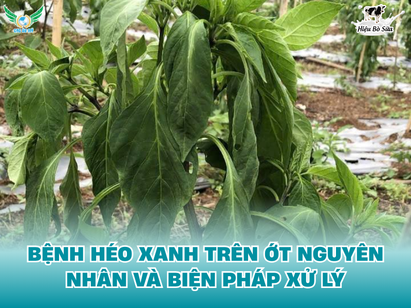 BỆNH HÉO XANH TRÊN ỚT NGUYÊN NHÂN VÀ BIỆN PHÁP XỬ LÝ