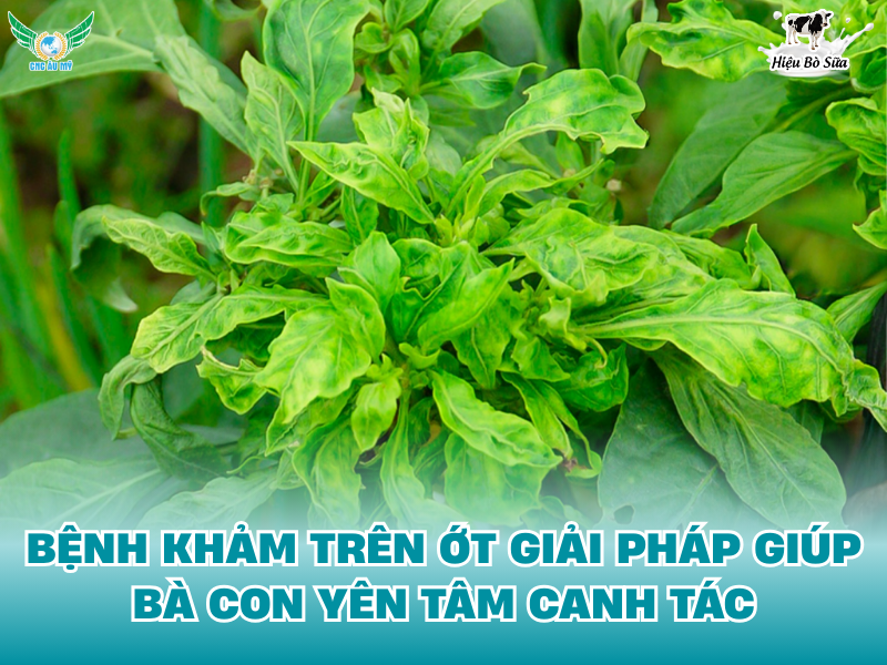 BỆNH KHẢM TRÊN ỚT GIẢI PHÁP GIÚP BÀ CON YÊN TÂM CANH TÁC
