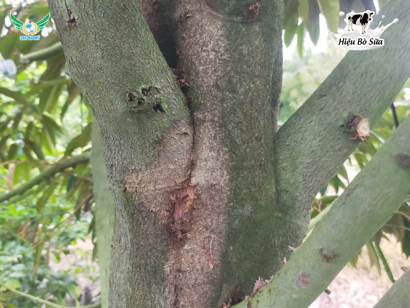 Bệnh nứt thân, xì mủ: Nguyên nhân, triệu chứng & cách phòng trị