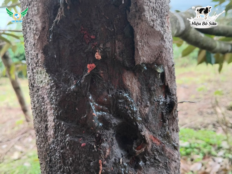 Top 9 loại bệnh phổ biến trên sầu riêng