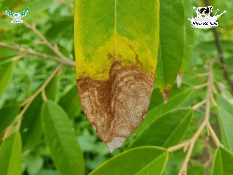 Top 9 loại bệnh phổ biến trên sầu riêng