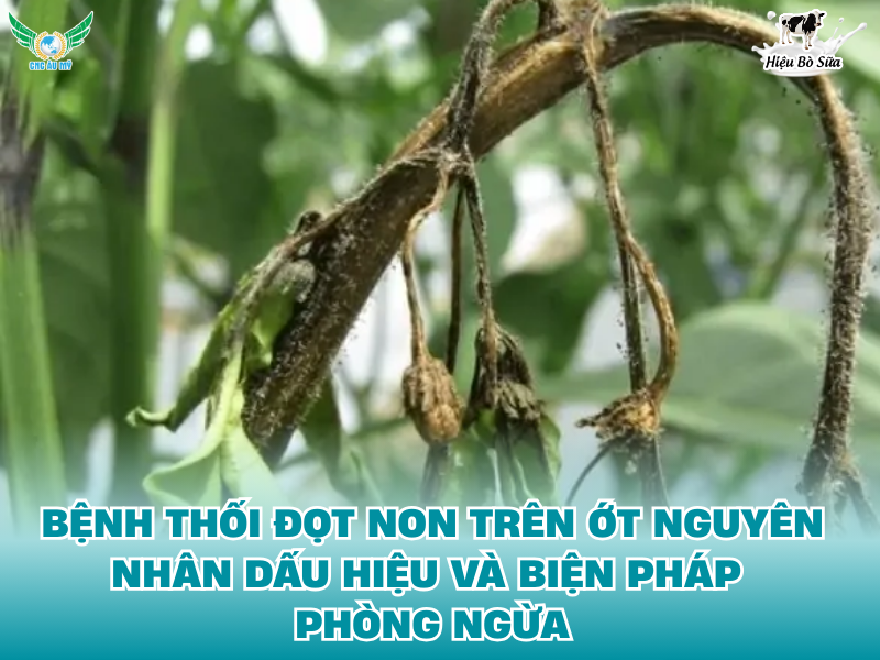 BỆNH THỐI ĐỌT NON TRÊN ỚT NGUYÊN NHÂN DẤU HIỆU VÀ BIỆN PHÁP PHÒNG NGỪA