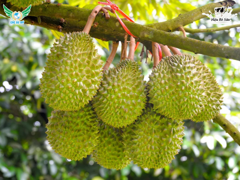 SẦU RIÊNG BỊ THỐI TRÁI | NGUYÊN NHÂN VÀ BIỆN PHÁP XỬ LÝ