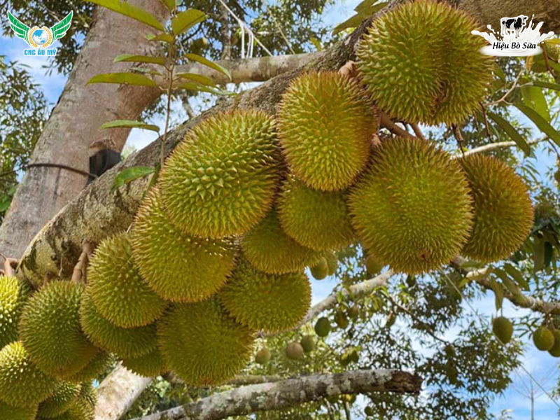 SẦU RIÊNG BỊ THỐI TRÁI | NGUYÊN NHÂN VÀ BIỆN PHÁP XỬ LÝ