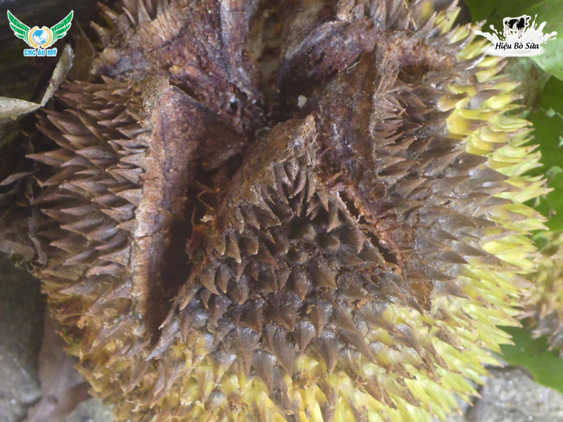 SẦU RIÊNG BỊ THỐI TRÁI | NGUYÊN NHÂN VÀ BIỆN PHÁP XỬ LÝ