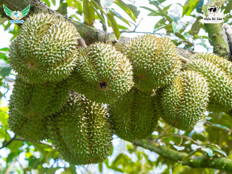 SẦU RIÊNG BỊ THỐI TRÁI | NGUYÊN NHÂN VÀ BIỆN PHÁP XỬ LÝ