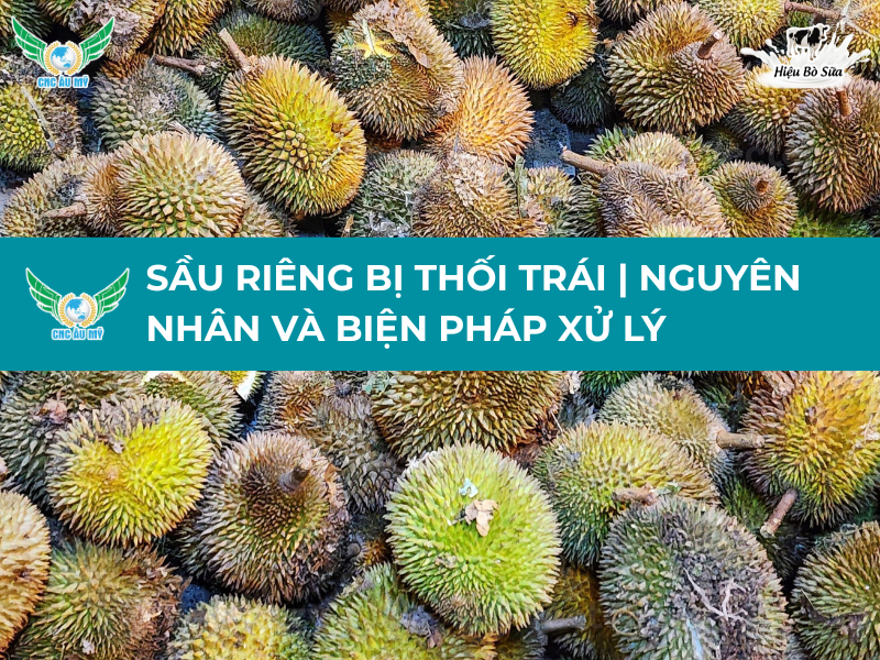 SẦU RIÊNG BỊ THỐI TRÁI | NGUYÊN NHÂN VÀ BIỆN PHÁP XỬ LÝ
