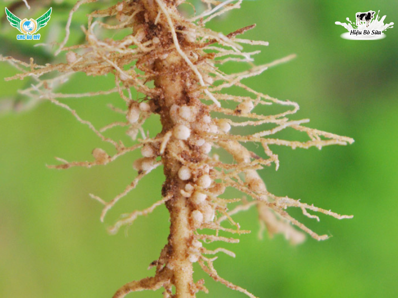 BỆNH TUYẾN TRÙNG RỄ | NGUYÊN NHÂN VÀ BIỆN PHÁP PHÒNG NGỪA 